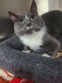 Bellatrix *FIV+* - Photo 1