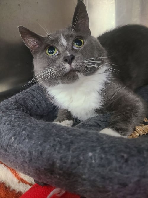 BELLATRIX *FIV+* - Domestic Medium Hair available for adoption