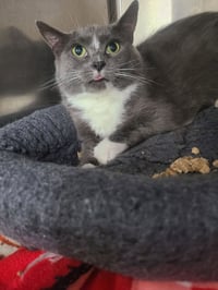 Bellatrix *FIV+* - Photo 2