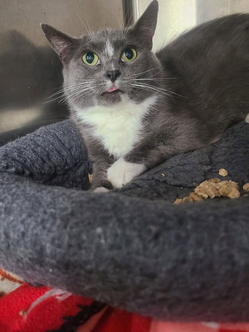 BELLATRIX *FIV+* - Domestic Medium Hair available for adoption