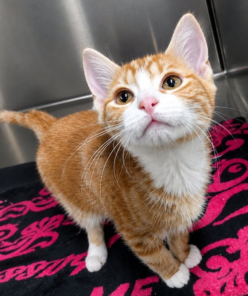 KITTEN YURT - Domestic Short Hair available for adoption