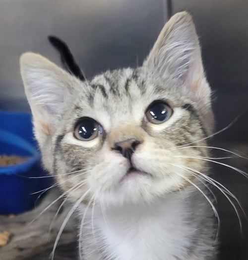 KITTEN FIERI - Domestic Short Hair for adoption in Akron