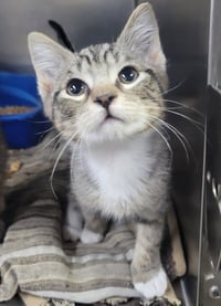Kitten Fieri - Photo 2