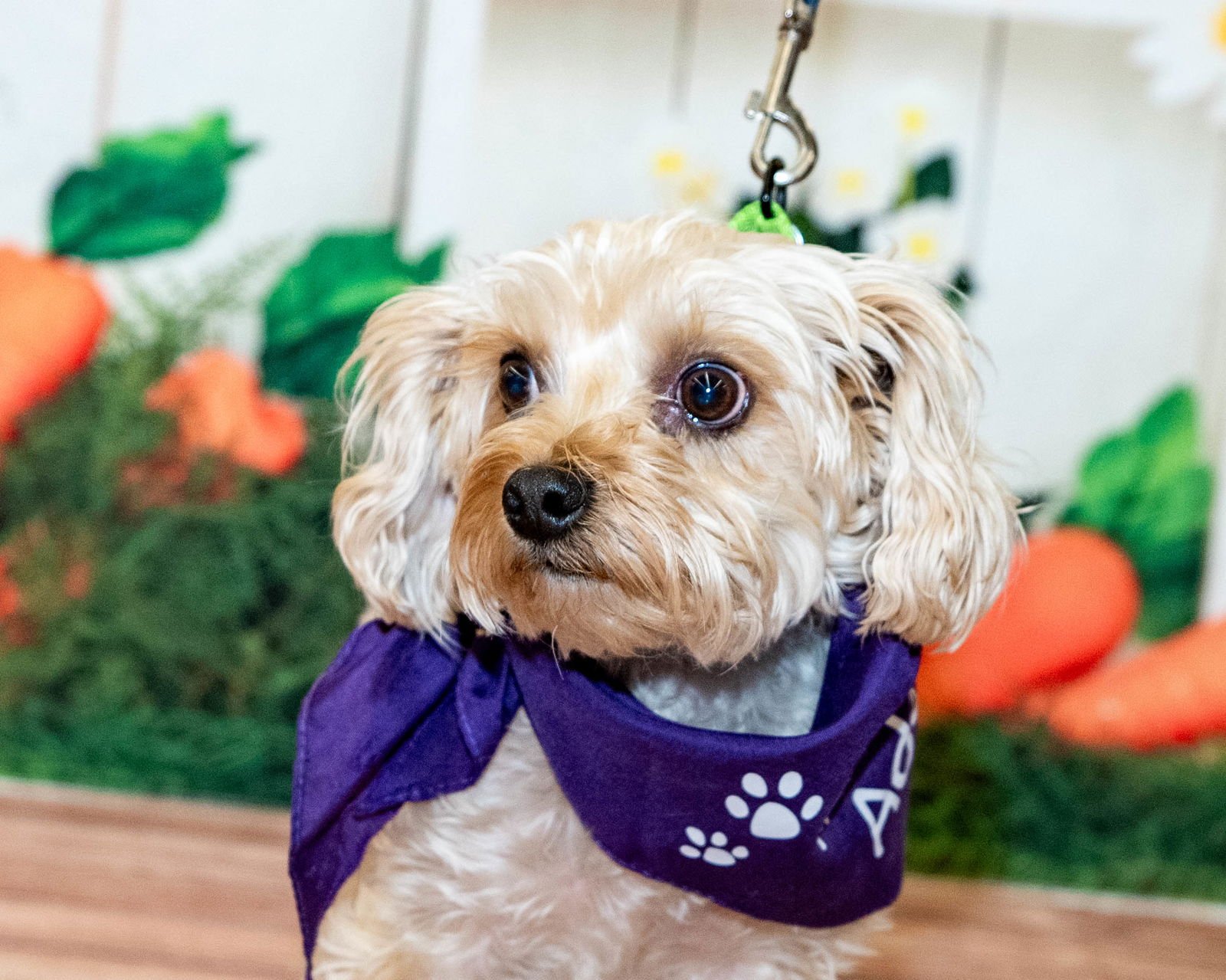 JOJO - Yorkshire Terrier Yorkie / Poodle (Miniature) available for adoption