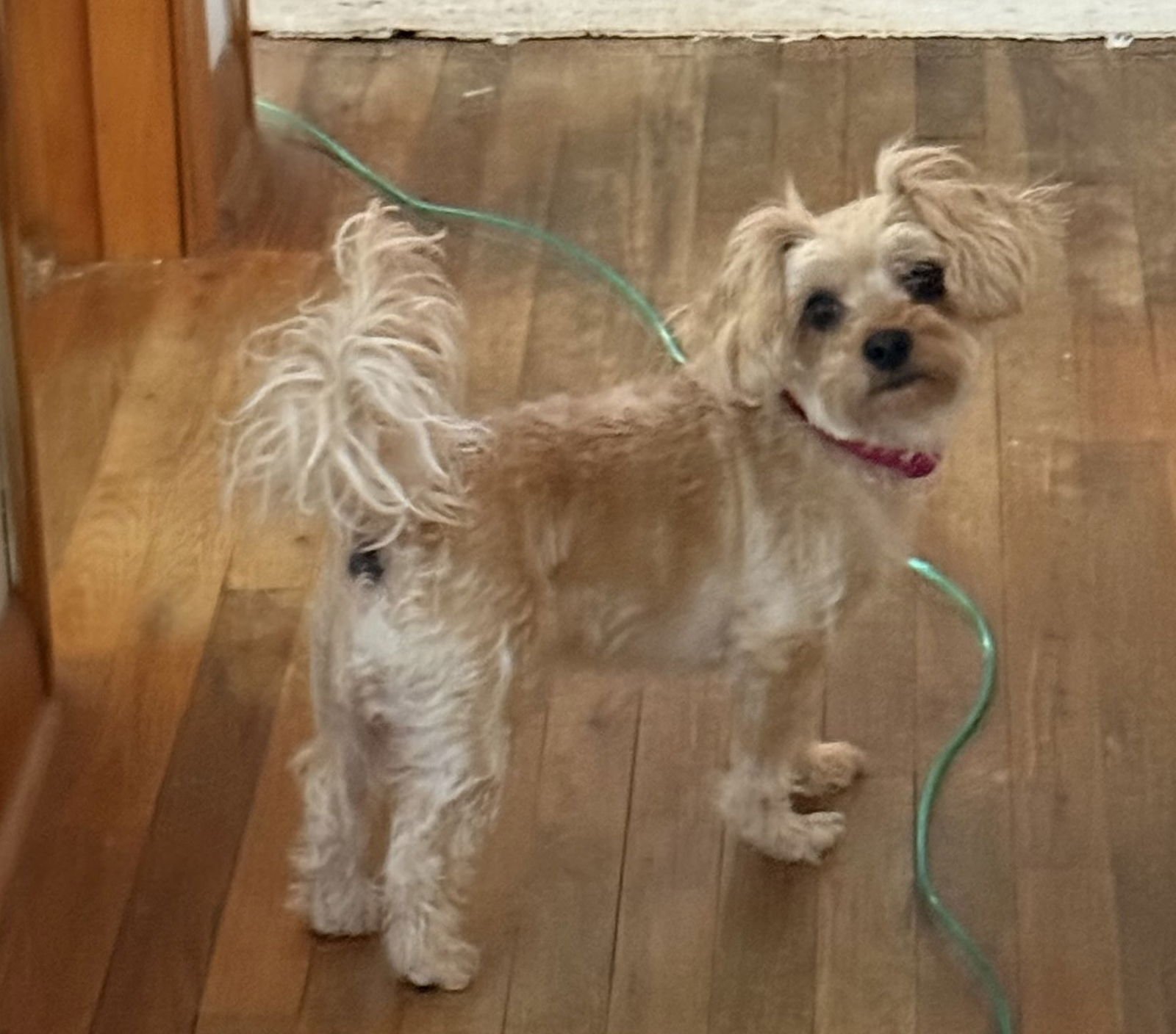 JOJO - Yorkshire Terrier Yorkie / Poodle (Miniature) available for adoption