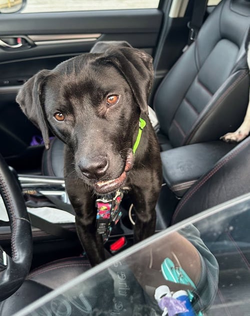 WAFFLES - Black Labrador Retriever available for adoption