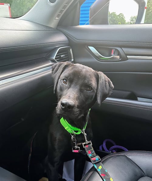 WAFFLES - Black Labrador Retriever available for adoption