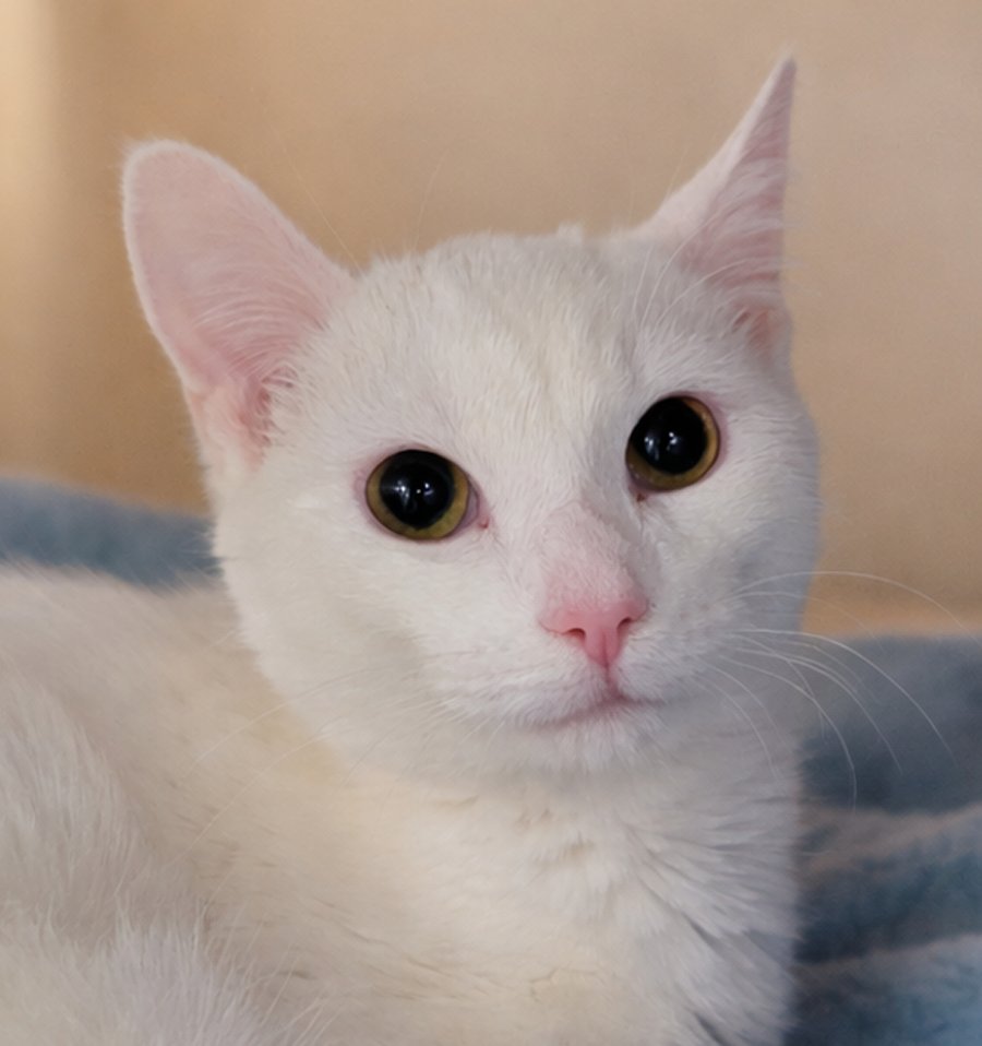 KITTEN CHOWDER - Domestic Short Hair available for adoption