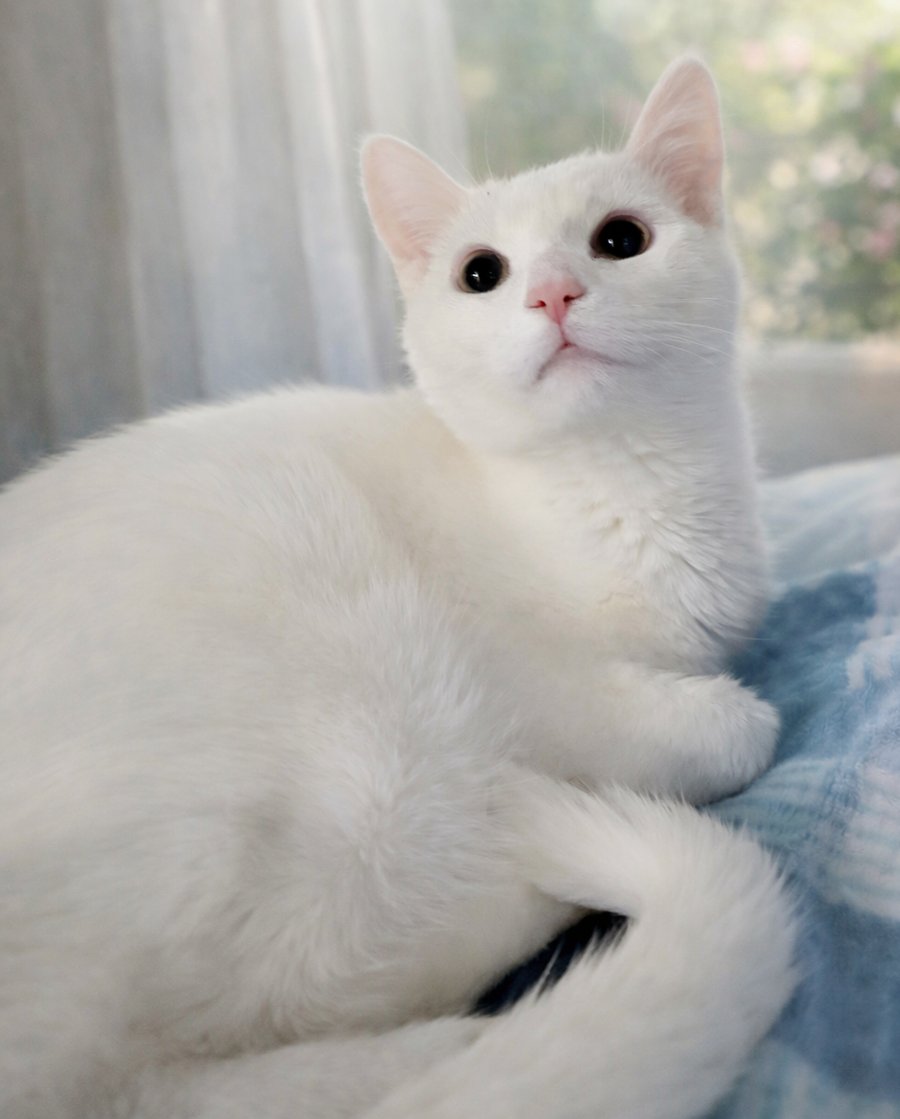 KITTEN CHOWDER - Domestic Short Hair available for adoption