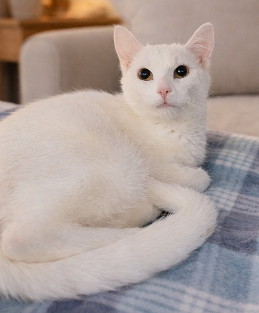 Kitten Chowder - Photo 3