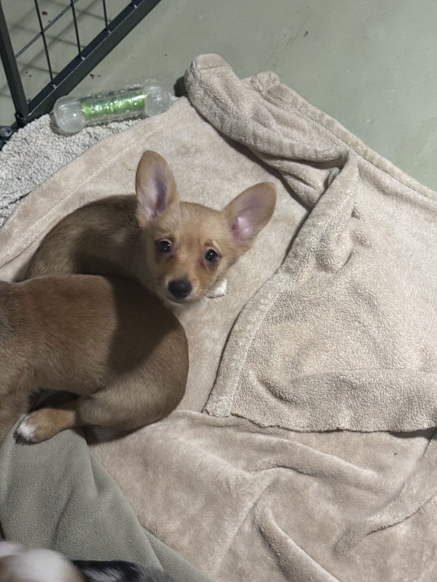 NATURE THEMED PUPPY- HAZEL/ ADOPTION PENDING - Corgi available for adoption