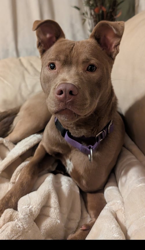 MAISY - American Pit Bull Terrier / Husky for adoption in Cleveland