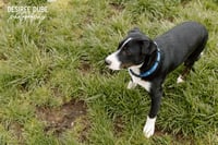 Joseph Puppy - Photo 2