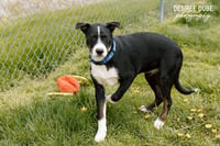 Joseph Puppy - Photo 3