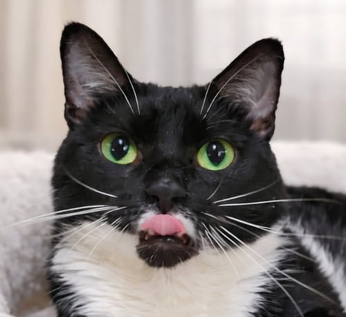 LUCINDA - Domestic Short Hair available for adoption