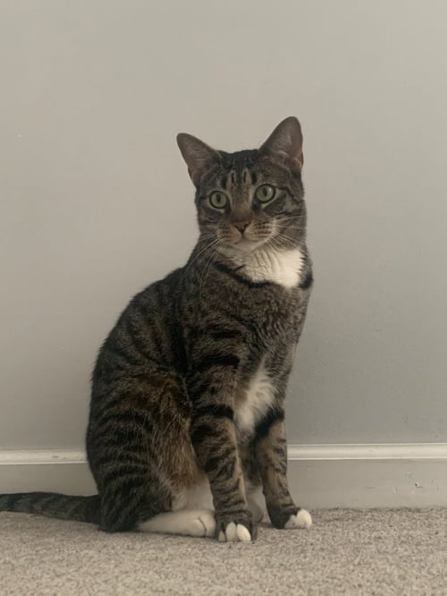 AEGON - Tabby available for adoption