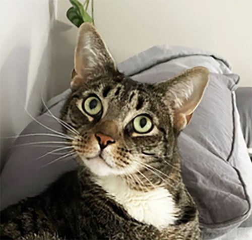 AEGON - Tabby available for adoption