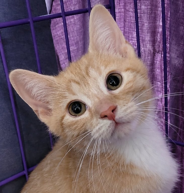 Kitten Jerkey Image