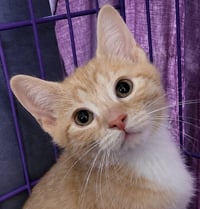 Kitten Jerkey - Photo 1