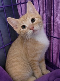 Kitten Jerkey - Photo 2