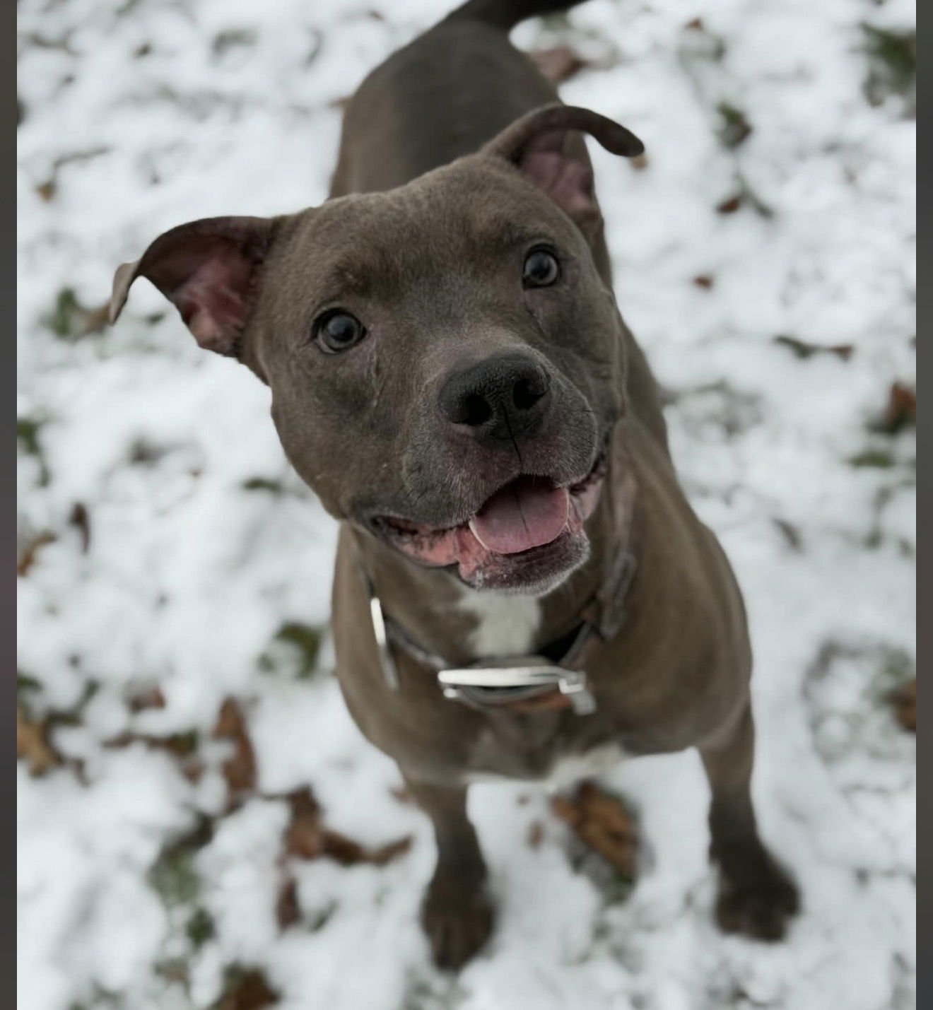 RICK - American Pit Bull Terrier available for adoption