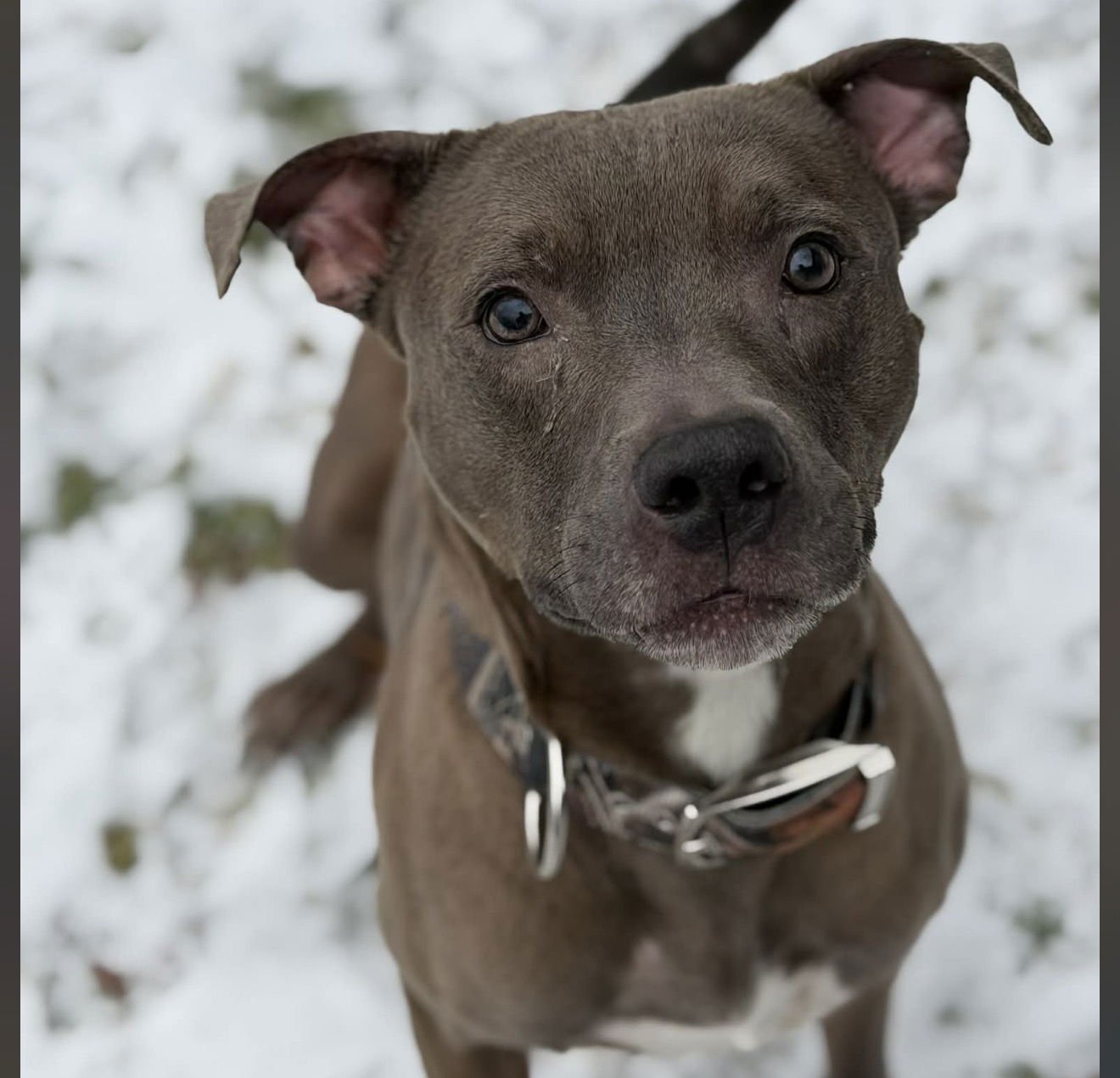 RICK - American Pit Bull Terrier available for adoption
