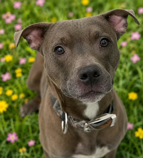 **COURTESY POST** RICK - American Pit Bull Terrier available for adoption