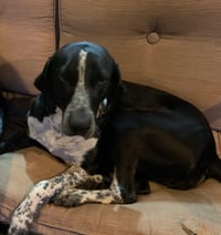 Bella - Photo 1
