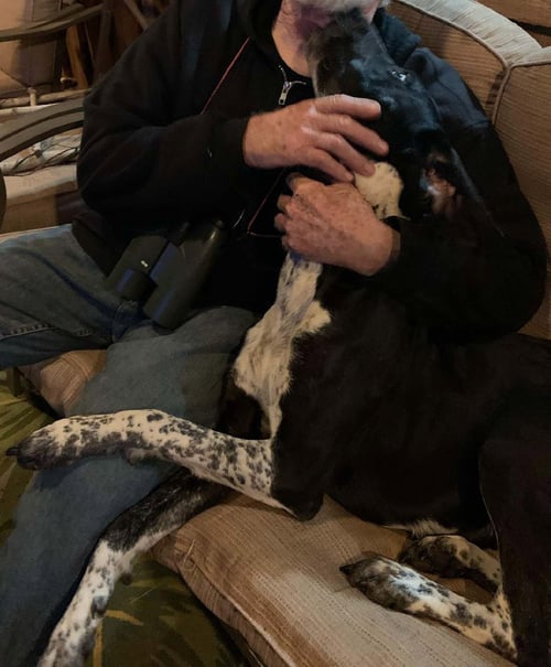 BELLA - German Shorthaired Pointer available for adoption