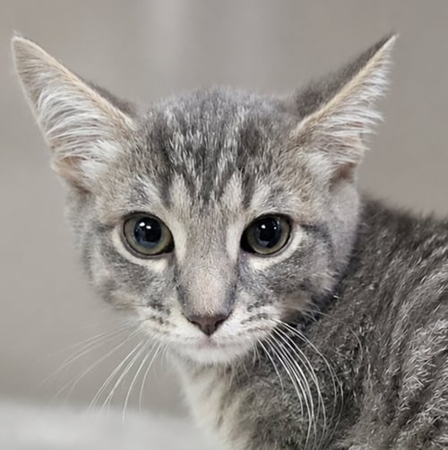 KITTEN ALPINA - Domestic Short Hair available for adoption