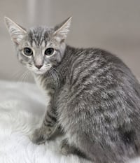 Kitten Alpina - Photo 2