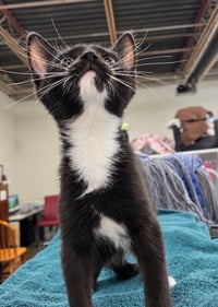 Kitten PowerPoint - Photo 5