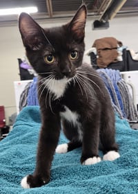 Kitten PowerPoint - Photo 2
