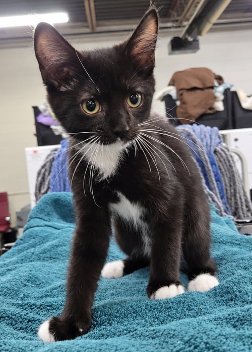 KITTEN POWERPOINT - Domestic Short Hair available for adoption