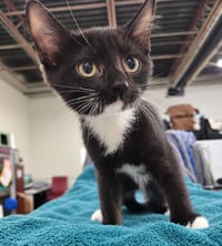 Kitten PowerPoint - Photo 1
