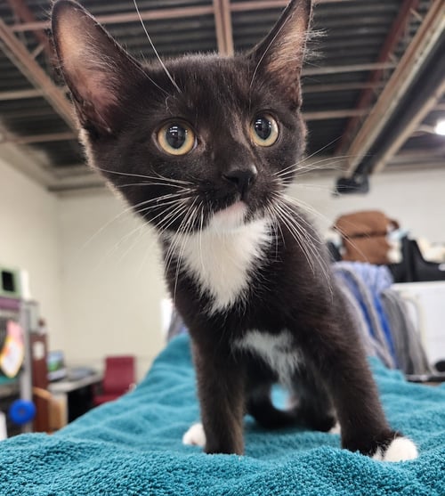 KITTEN POWERPOINT - Domestic Short Hair available for adoption