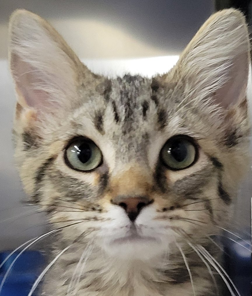 KITTEN DOORBELL - Tabby available for adoption