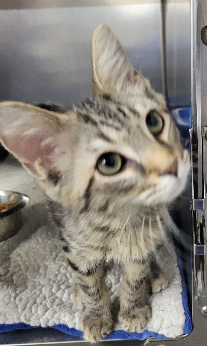 KITTEN DOORBELL - Tabby available for adoption