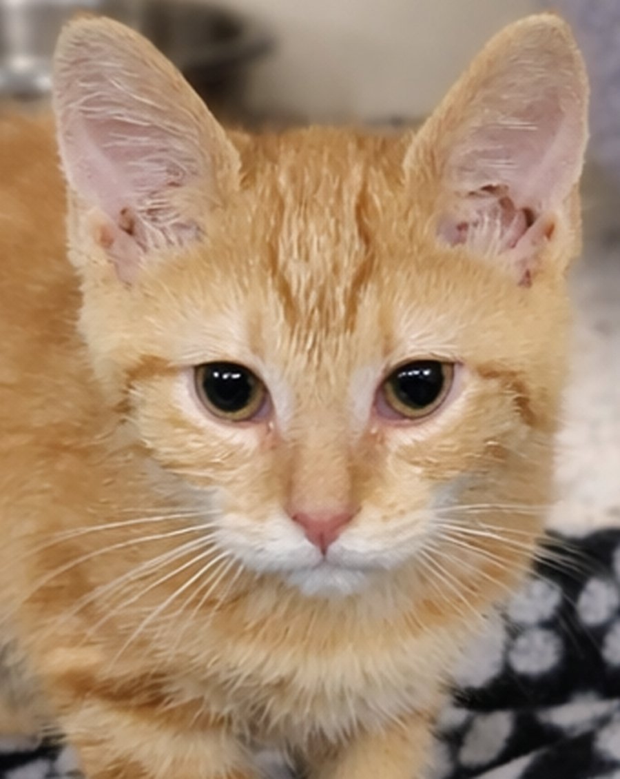 KITTEN YIELD - Domestic Short Hair available for adoption