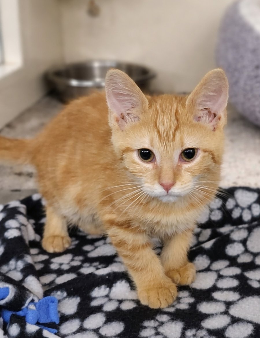 Kitten Yield - Photo 3