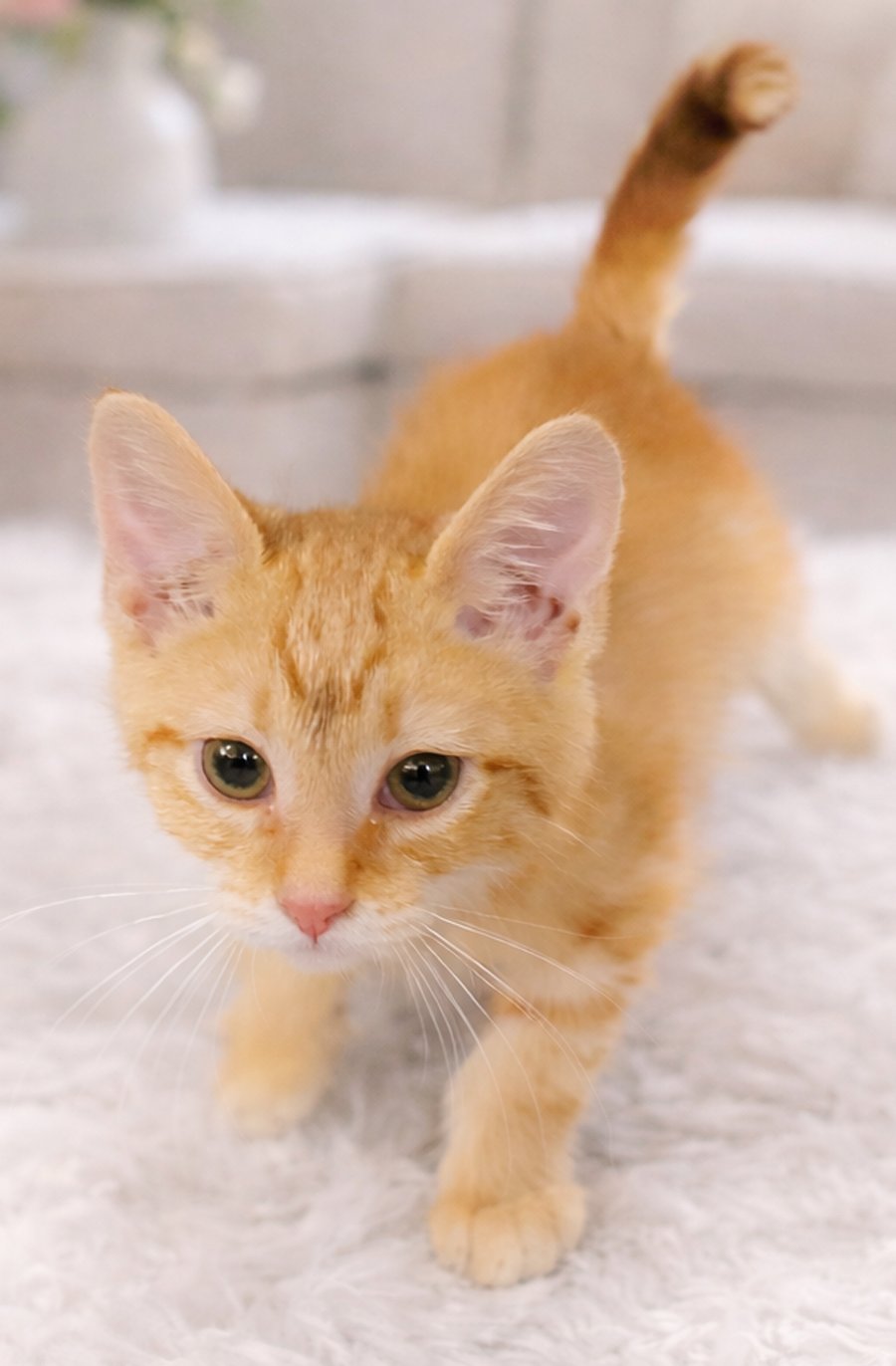 Kitten Yield - Photo 4