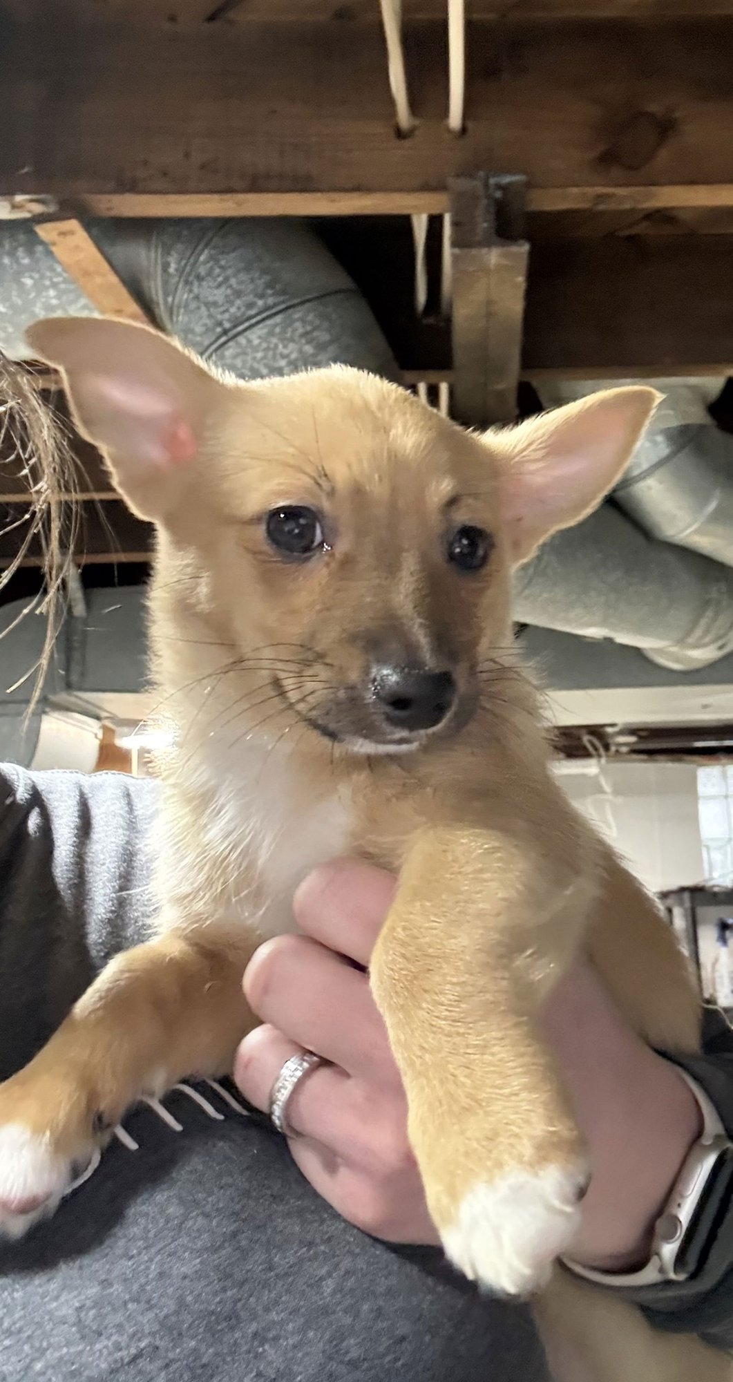 NATURE THEMED PUPPY- WILLOW/ADOPTION PENDING - Corgi available for adoption