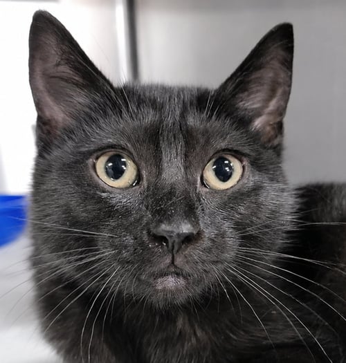 KITTEN RAY BAN - Domestic Short Hair for adoption in Akron