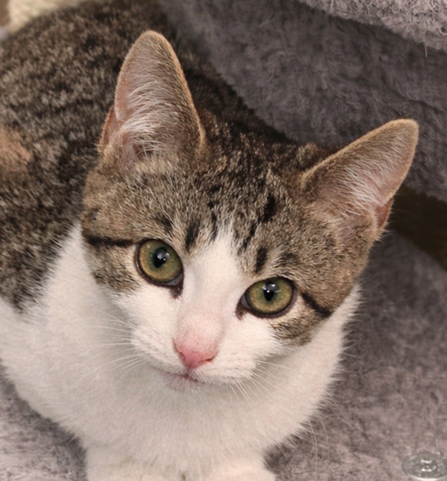 KITTEN JADE - Domestic Short Hair / Tabby available for adoption