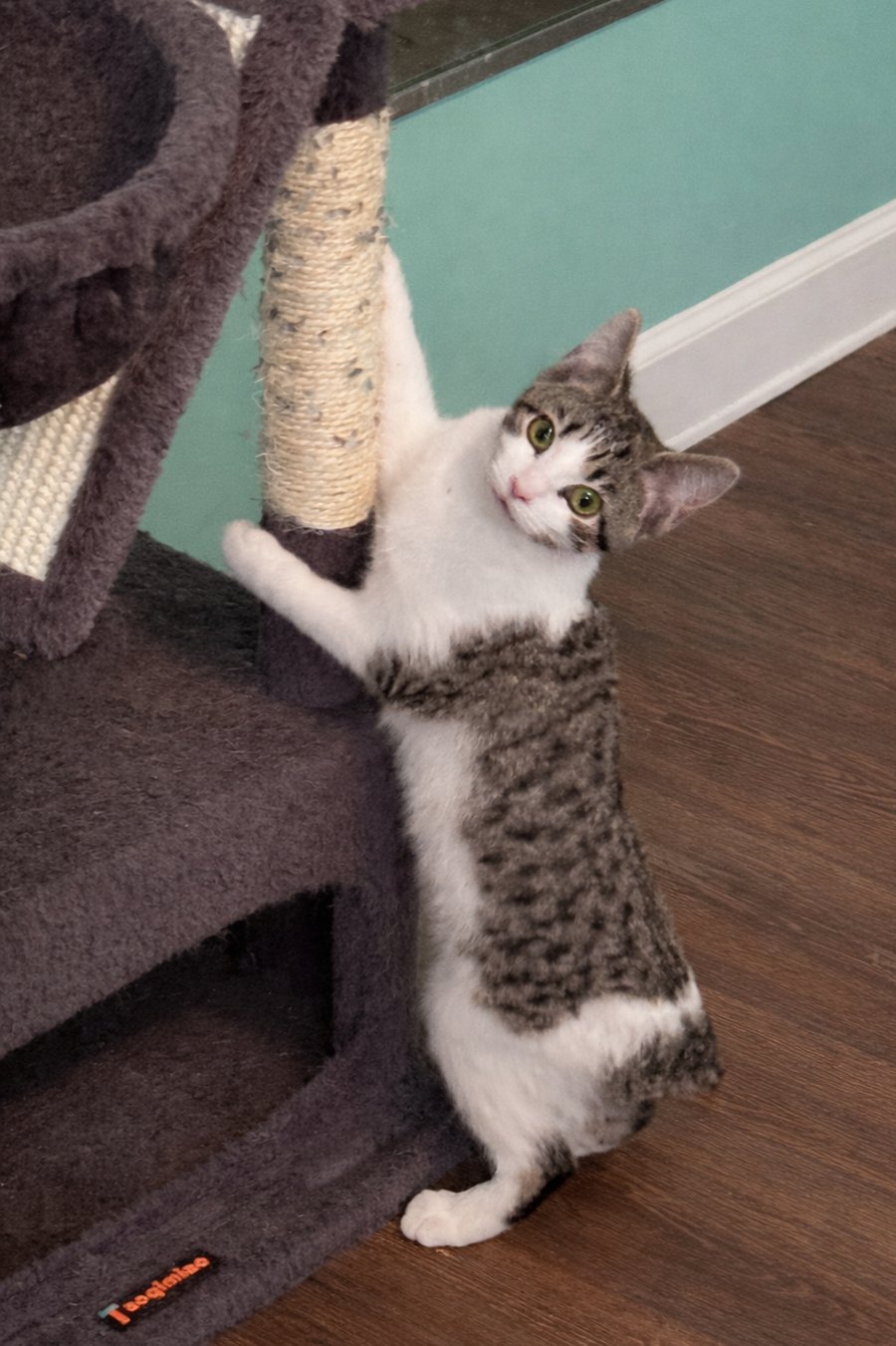 Kitten Jade - Photo 3