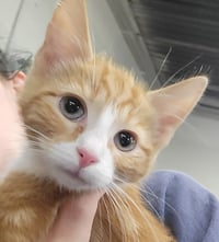 Kitten Cabin - Photo 1