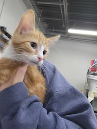 Kitten Cabin - Photo 2