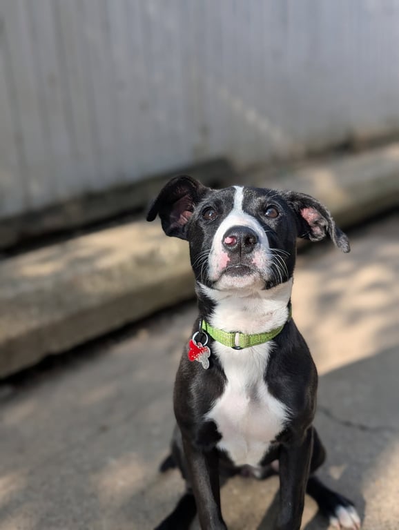 Puppy Mint Image
