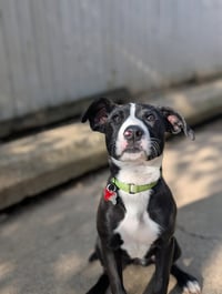 Puppy Mint - Photo 1