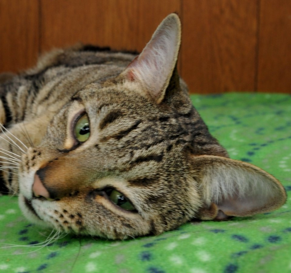 DARIUS - Domestic Short Hair / Tabby available for adoption